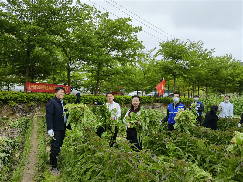 党员志愿服务队助农采收现场.jpg